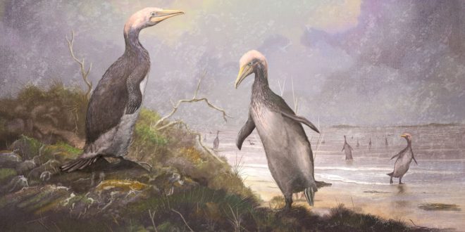 New Zealand’s ancient monster penguins had northern hemisphere doppelgangers (Study)