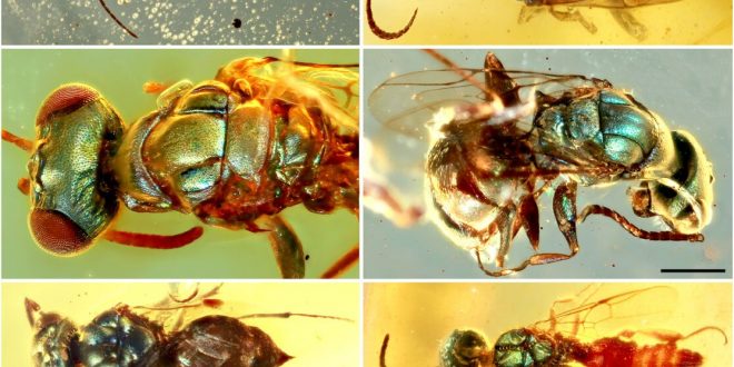 Amber fossils unlock true color of 99-million-year-old insects (Study)